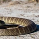 Imagem - Por que as cobras trocam de pele? Entenda qual a função desse fenômeno