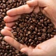 Imagem - Café especial feito com grão verde? Cientistas brasileiros mostram que dá certo