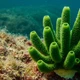 Imagem - Criatura 'enorme' é encontrada no mar e cientistas ficam chocadas com a nova espécie