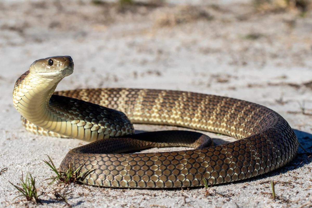 A cobra-tigre australiana por Shutterstock