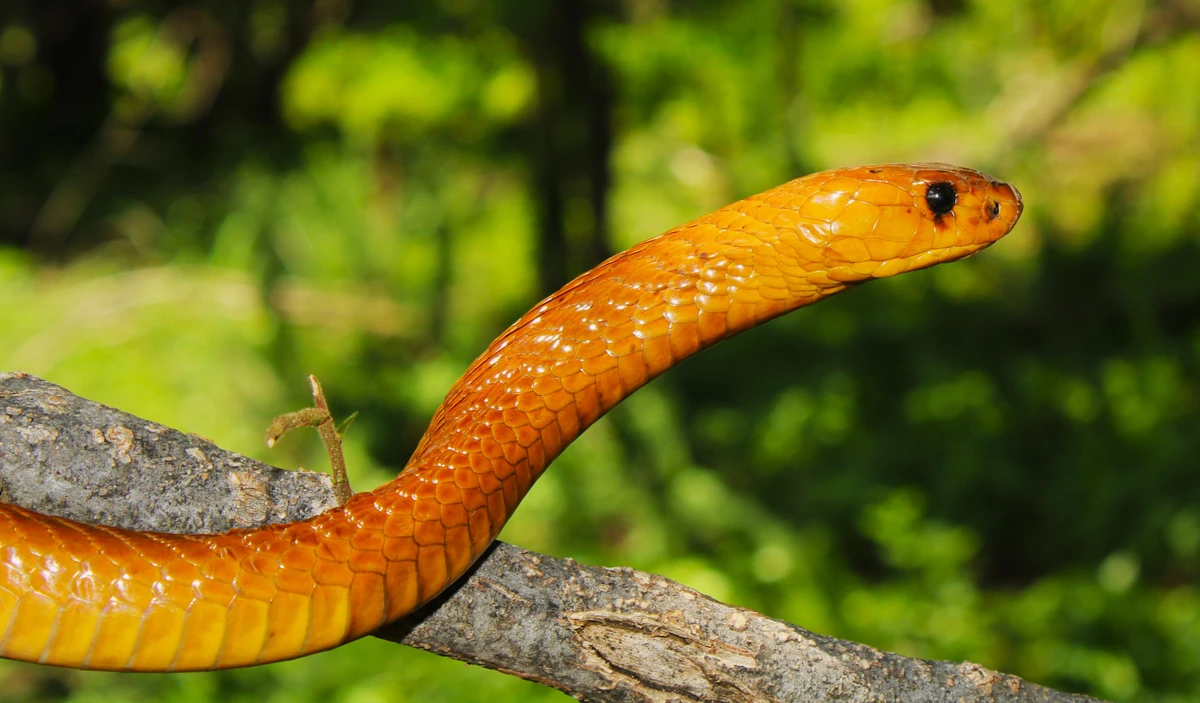 Cobra cabo por Shutterstock
