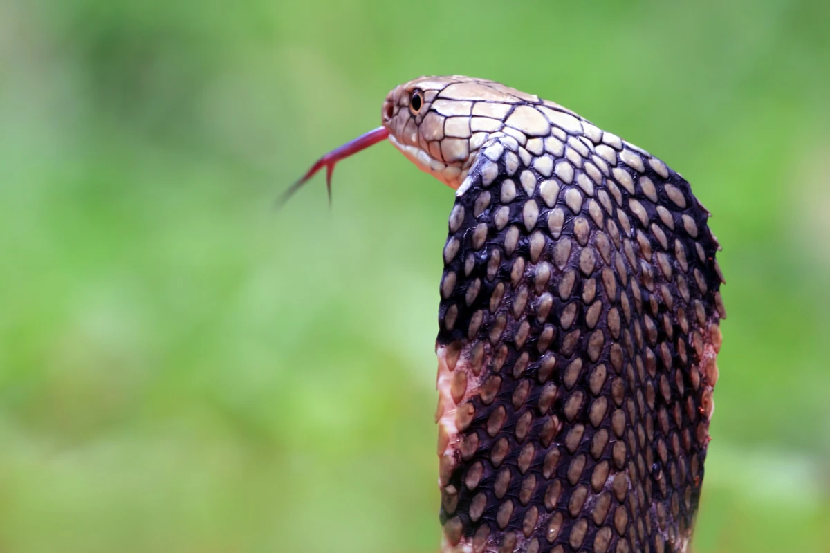 Cobra-rei por Shutterstock