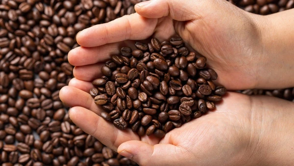 Frutos verdes, antes descartados, passaram por fermentação e viraram cafés especiais com mais de 80 pontos em testes às cegas