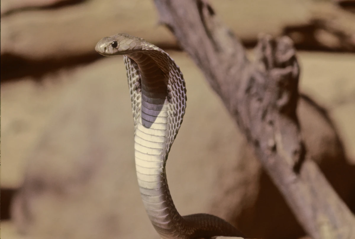 Naja por Shutterstock