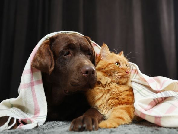 Imagem - 5 dicas para manter a saúde dos animais no inverno