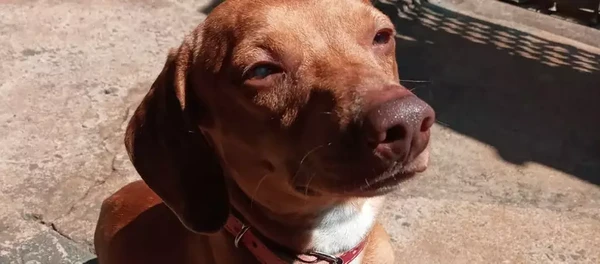 Cachorro é encontrado morto e degolado após imóvel ser arrombado