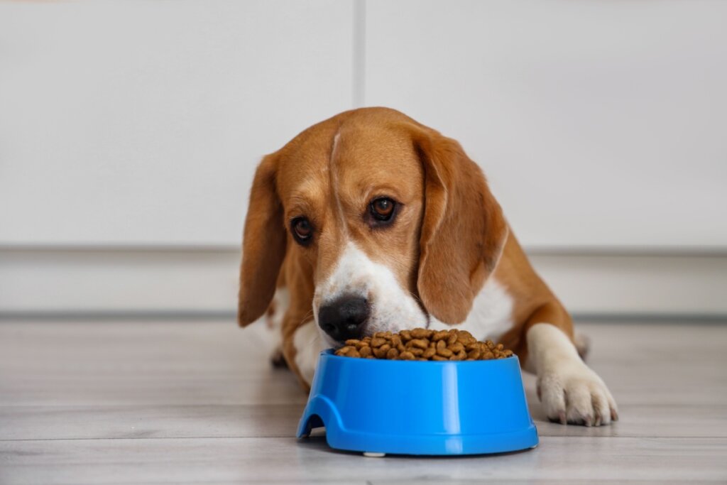 Os animais podem sentir mais fome nos dias frios (Imagem: Pixel-Shot | Shutterstock)