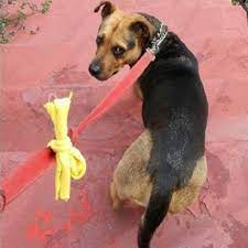 Laço amarelo visa bem-estar dos animais por Reprodução