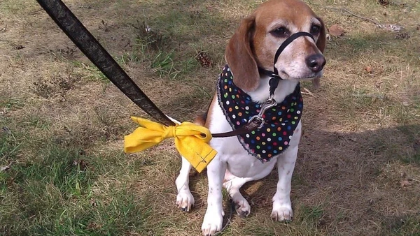 Laço amarelo visa bem-estar dos animais por Reprodução