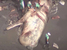 Imagem - Tesouro raro de R$ 3 milhões é achado em baleia morta