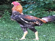 Imagem - Ovos de galo índio gigante: por que valem até R$ 1 mil a dúzia?