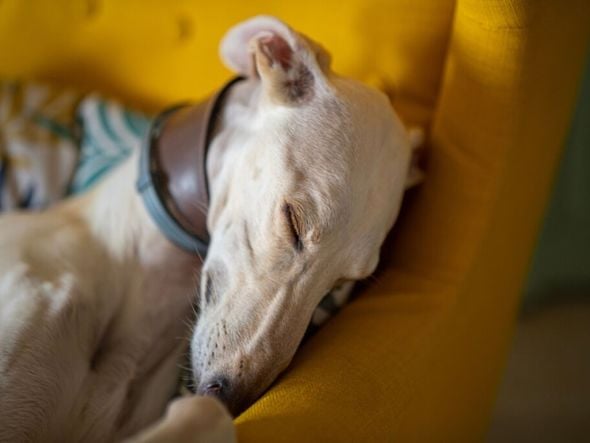 Imagem - 6 diferenças entre os cães das raças whippet e galgo inglês