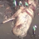 Imagem - Tesouro raro de R$ 3 milhões é achado em baleia morta