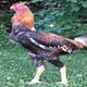 Imagem - Ovos de galo índio gigante: por que valem até R$ 1 mil a dúzia?