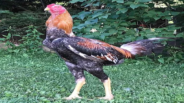 Conheça a raça de galos brasileiros que impressiona pelo tamanho e pelo preço dos ovos, que podem chegar a R$ 1 mil. Descubra por que essa ave é tão cobiçada.