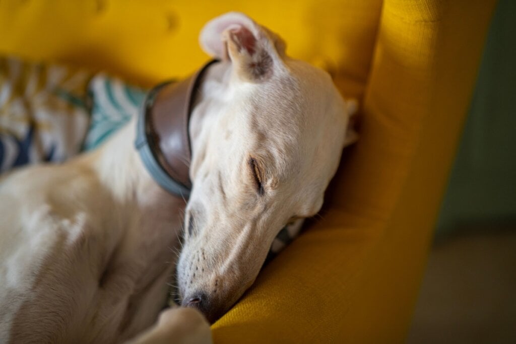 O galgo inglês costuma ser extremamente tranquilo e gosta de tirar longas sonecas (Imagem: Alejandro Zamora Landa | Shutterstock)