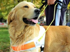 Imagem - Você sabe a diferença entre pets para suporte emocional, terapia e serviço? Entenda