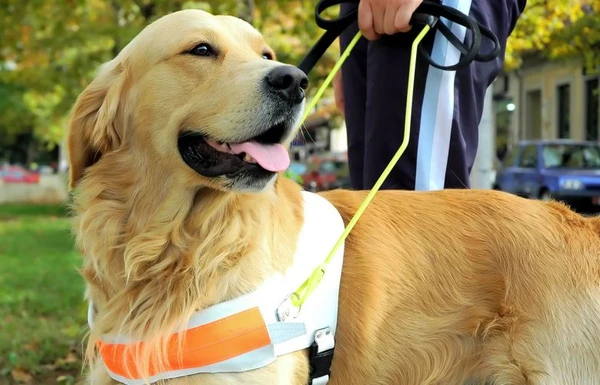 entenda as diferenças entre pets para suporte emocional, terapia e serviço