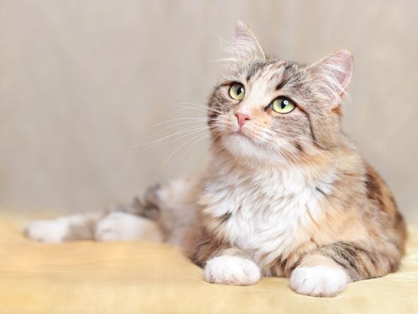 Imagem - 12 nomes fofos para gatos