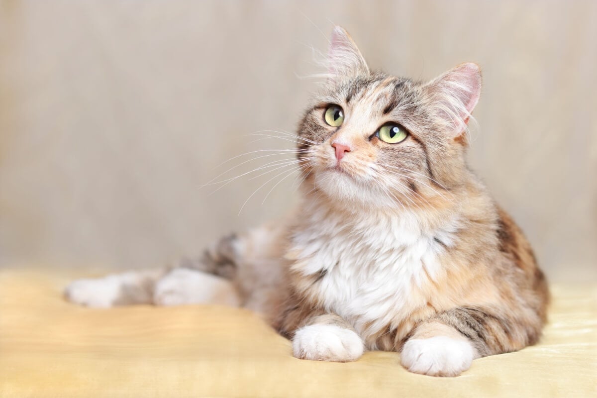 É importante que o nome combine com a personalidade e aparência do gato (Imagem: Mariia Romanyk | Shutterstock) 