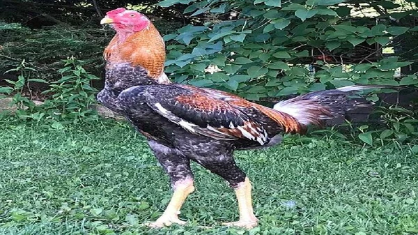 Galo gigante por Reprodução