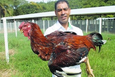 Geraldo com o galo por Reprodução