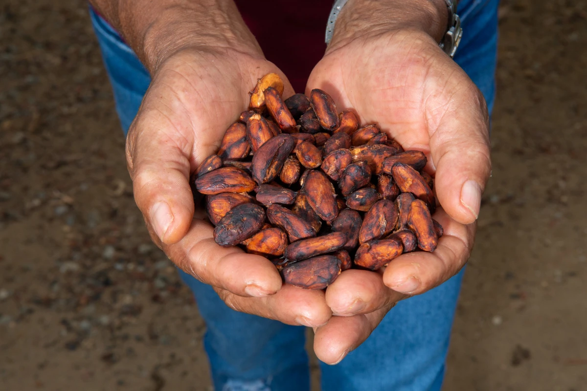 Produção de cacau é uma das que mais será afetada na Bahia