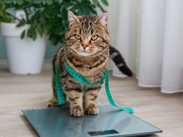 Imagem - 7 riscos da obesidade para cães e gatos