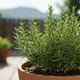 Imagem - Conheça 6 plantas que resistem à seca e vão deixar o seu jardim bonito