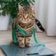 Imagem - 7 riscos da obesidade para cães e gatos