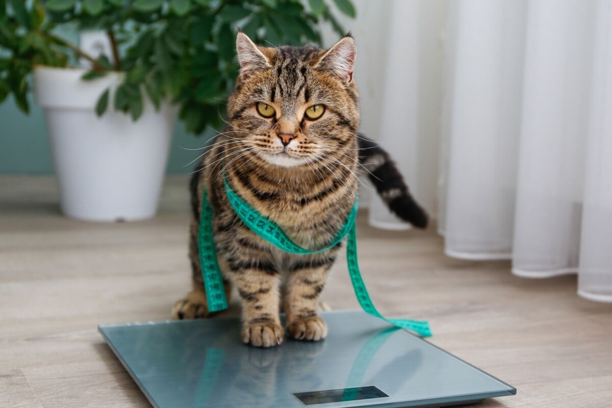 A obesidade é prejudicial para a saúde de cães e gatos (Imagem: Victoria 1 | Shutterstock)