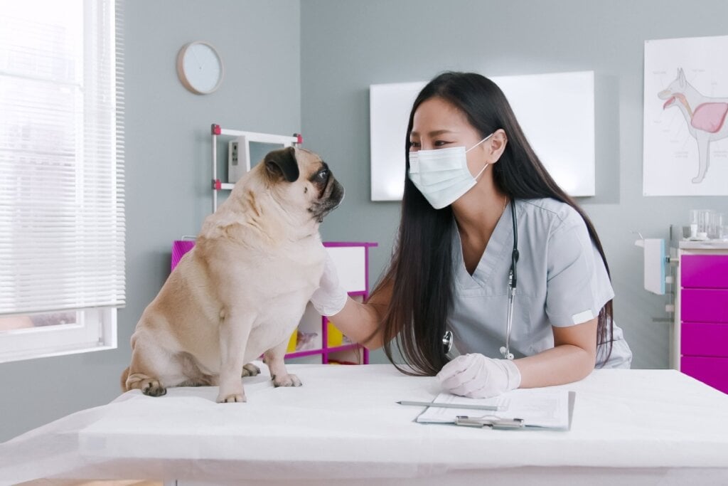 O pug é uma raça braquicefálica e pode ter dificuldade respiratória se estiver acima do peso (Imagem: VesnaArt | Shutterstock)
