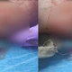 Imagem - 'Armas vivas': nove cães pitbulls eram usados pelo tráfico para atacar PMs