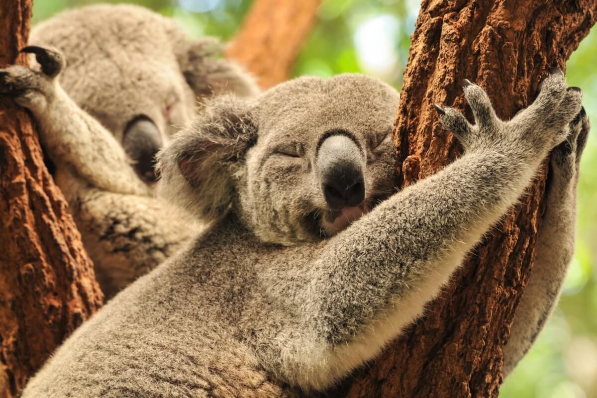 Além da fofura, os coalas têm características peculiares impressionantes (Imagem: Andras Deak | Shutterstock)