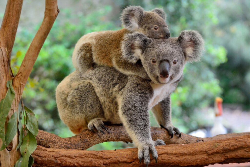 Os filhotes de coala nascem com apenas alguns centímetros e se desenvolvem por meses na bolsa abdominal da mãe (Imagem: Alizada Studios | Shutterstock)