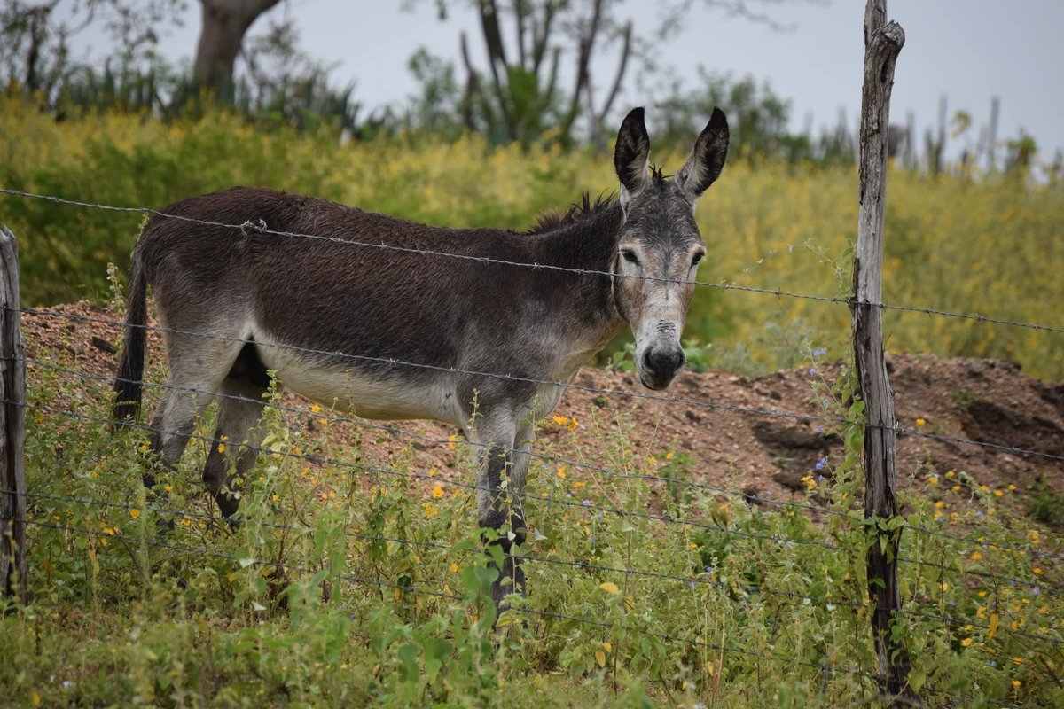 Jumentos nordestinos estão ameaçados de extinção no Brasil por Shutterstock