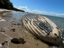 Imagem - Baleia é encontrada morta em praia de destino turístico na Bahia