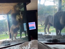 Imagem - Leão tenta invadir quarto de hotel de luxo na África do Sul; VÍDEO