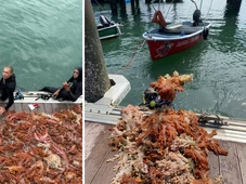 Imagem - Mais de 5 toneladas de espécie invasora são retiradas da Baía de Todos-os-Santos