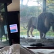 Imagem - Leão tenta invadir quarto de hotel de luxo na África do Sul; VÍDEO