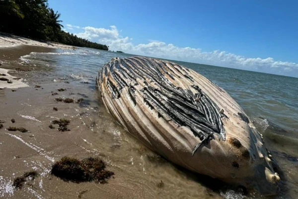 Baleia foi encontrada na Ilha de Boipeba