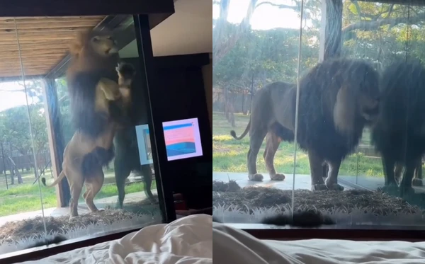 Leão fez visitinha a hóspede