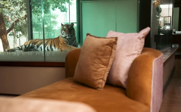 Shekinah Lion & Game Lodge, na África do Sul por Divulgação