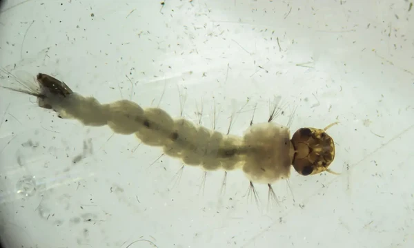 Especial para matéria - Mosquitos com Wolbachia reduzem casos de dengue em Niterói