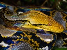 Imagem - Quais cobras são capazes de comer um ser humano?