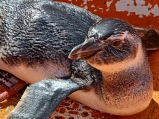 Imagem - Pinguim é encontrado na Marina Aratu, em Salvador