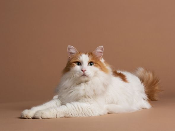Imagem - 4 características do gato da raça van turco 