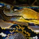 Imagem - Quais cobras são capazes de comer um ser humano?