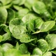 Imagem - Essa planta é um remédio natural para pulmões e células, comprovado pela ciência