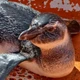 Imagem - Pinguim é encontrado na Marina Aratu, em Salvador